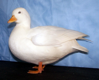 SHOW CHAMPION - White Call Duck, owned by Alan Irvine, photo courtesy PoultryNI.com